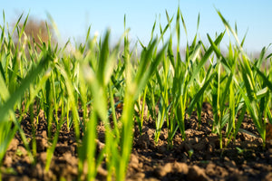 Health Benefits of Wheat Grass