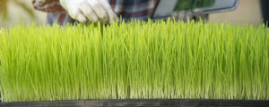 Wheat Grass Powder Daily Dose | Brightcore