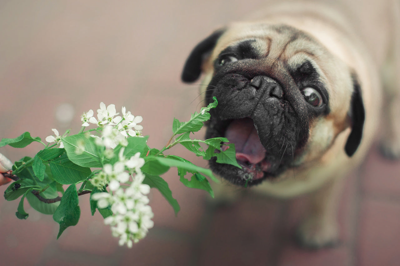 Can I Give My Dog Wheat Grass Powder?