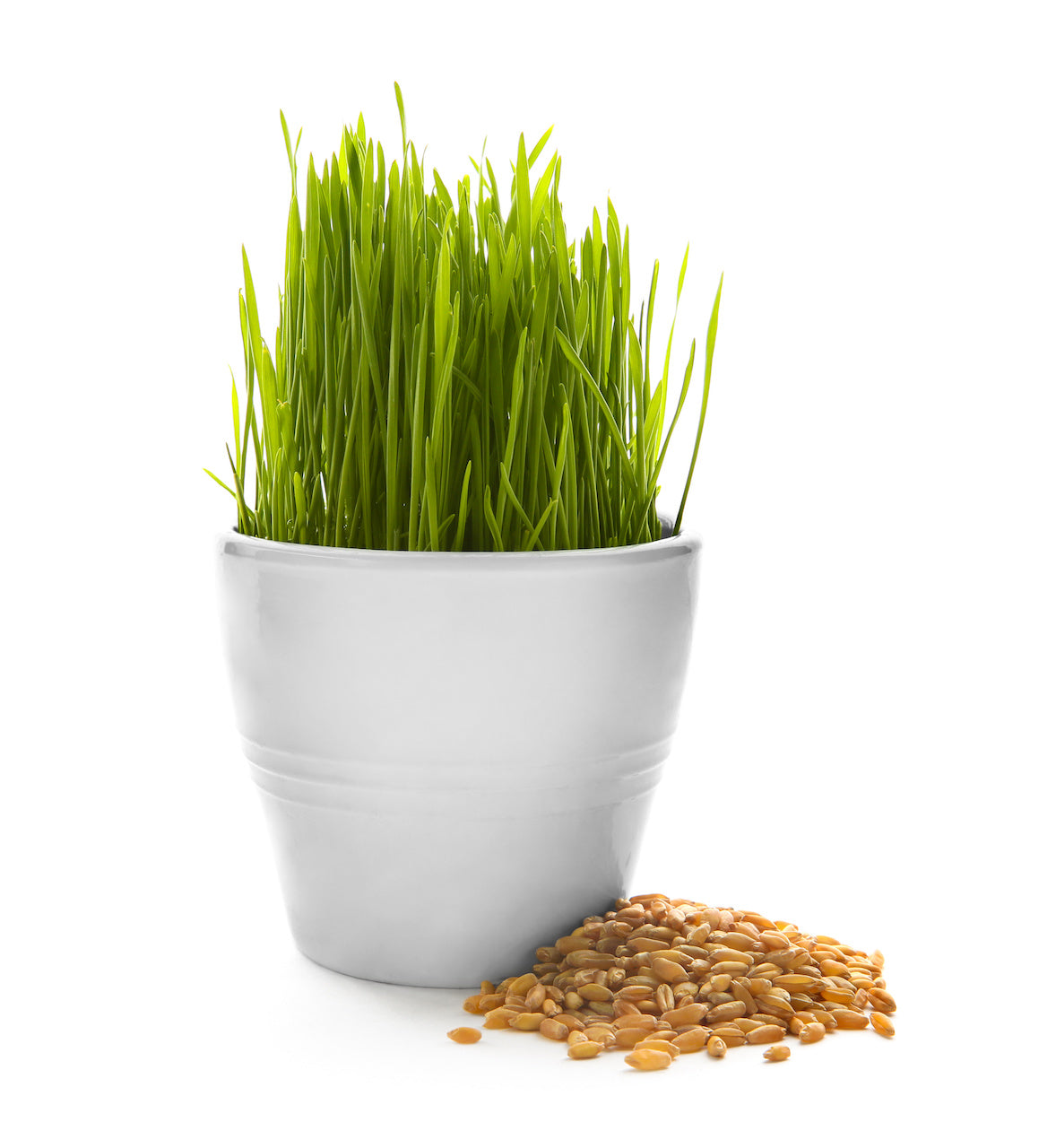 Barley vs wheatgrass